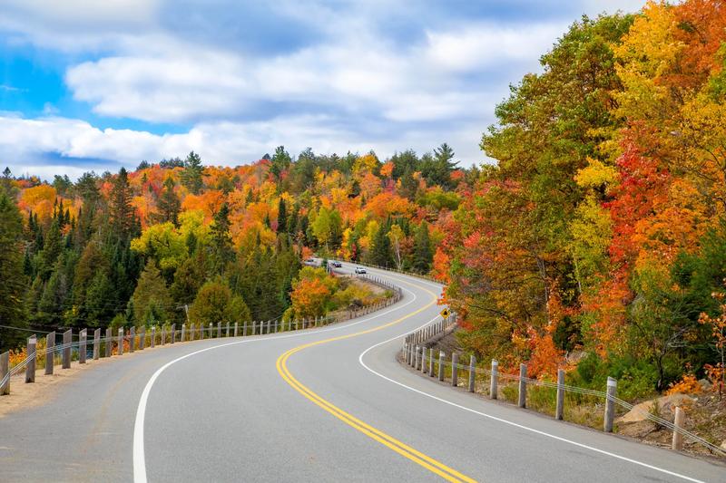 Fall Trees